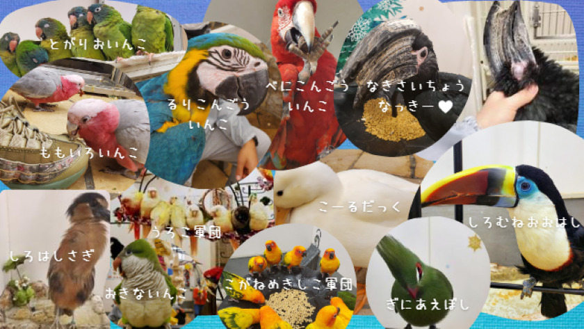 放鳥ルームの鳥たち。トガリオインコ、ルリコンゴウインコ、ベニコンゴウインコ、ナキサイチョウ、ウロコインコ、シロサギ、オキナインコ、コガネメキシコインコ、コールダック、ギニアエボシ、シロムネオオハシ。