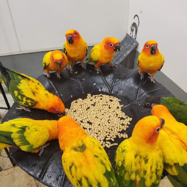 コガネメキシコインコ