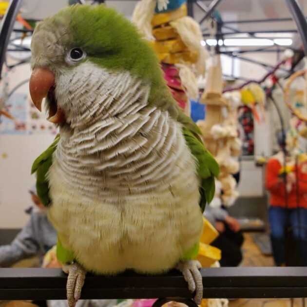 オキナインコ