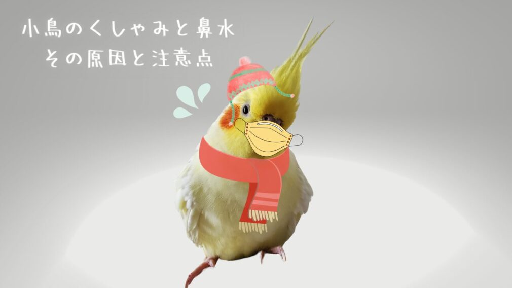 オカメインコのまめが、風邪をひいて防寒しているイメージ