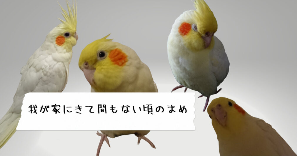 我が家にきて間もない頃の若鳥期のまめ