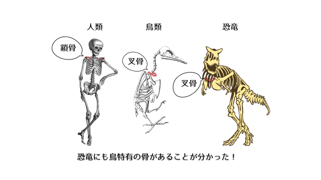 人の鎖骨と鳥類の叉骨、恐竜の叉骨のイメージ。