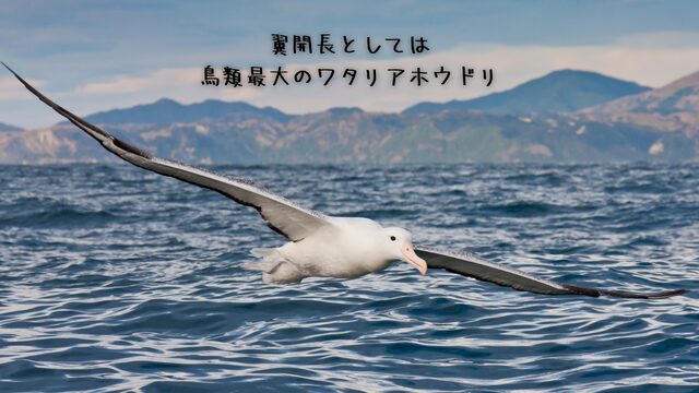 海面の上をワタリアホウドリが飛行している様子