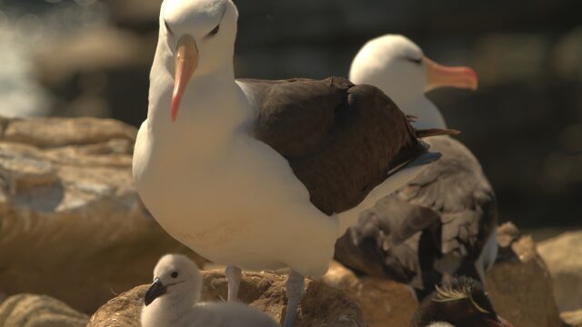 アホウドリの親子