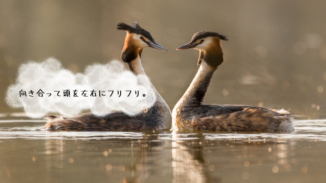 カンムリカイツブリの求愛の様子