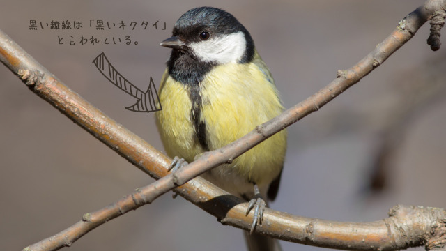 シジュウカラの黒い縦線。黒いネクタイと言われている。