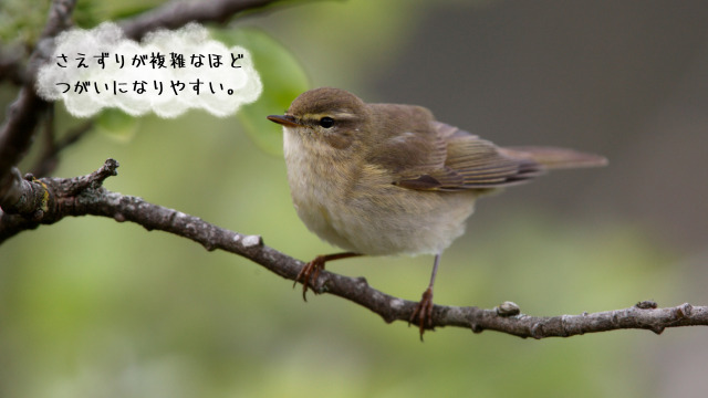 スゲヨシキリ