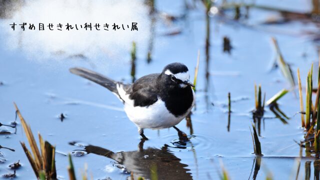 セグロセキレイが田んぼを歩く様子