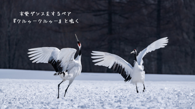 求愛ダンスを繰り広げるタンチョウのペアの情景。