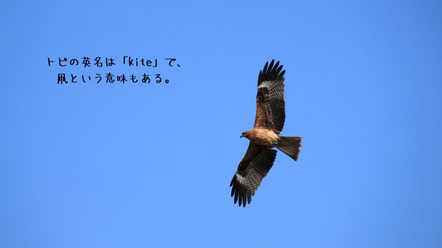 大空を優雅に舞うトビ