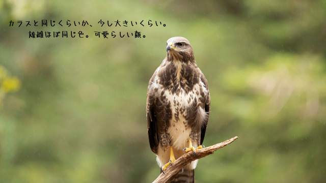 枝先に止まるノスリ。カラスと同じくらいか、少し大きいくらいの大きさ。雄雌ほぼ同色。可愛らしい顔。