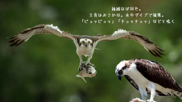 魚を掴んだまま飛んでいるミサゴ。雄雌ほぼ同色。