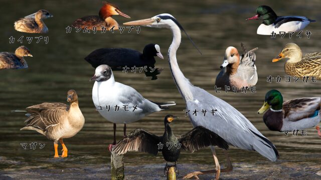 水鳥たち。カイツブリ、カンムリカイツブリ、カワアイサ、オオバン、ヒドリガモ、オカヨシガモ、マガン、ユリカモメ、アオサギ、マガモ、カワウ