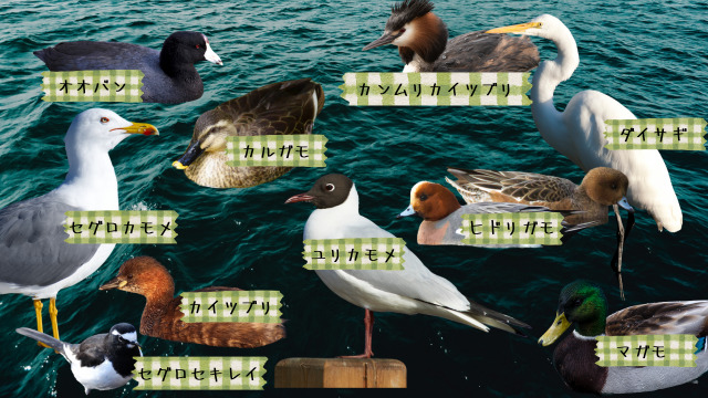 水場にいた鳥たち。オオバン、カンムリカイツブリ、カルガモ、ダイサギ、セグロカモメ、ユリカモメ、ヒドリガモ、マガモ、カイツブリ、セグセキレイなど。