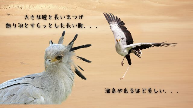 大きな瞳に長いまつ毛が特徴のヘビクイワシ