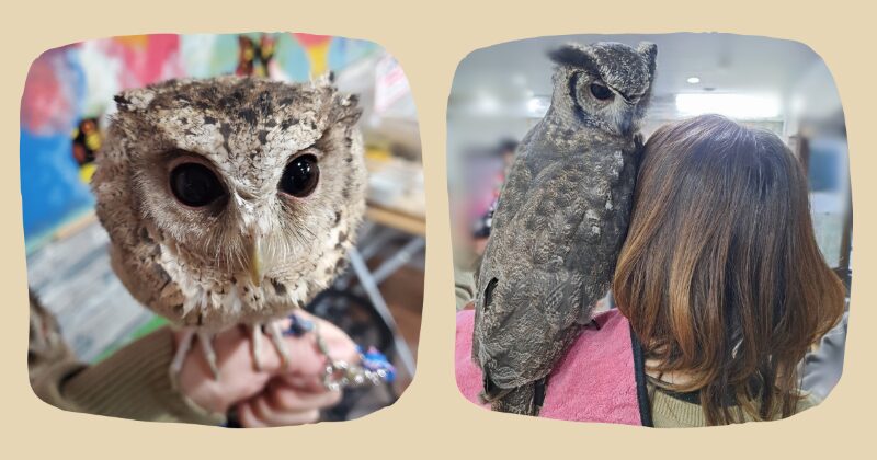 小さいフクロウを手に乗せた様子と、大きいフクロウを肩に乗せた様子。