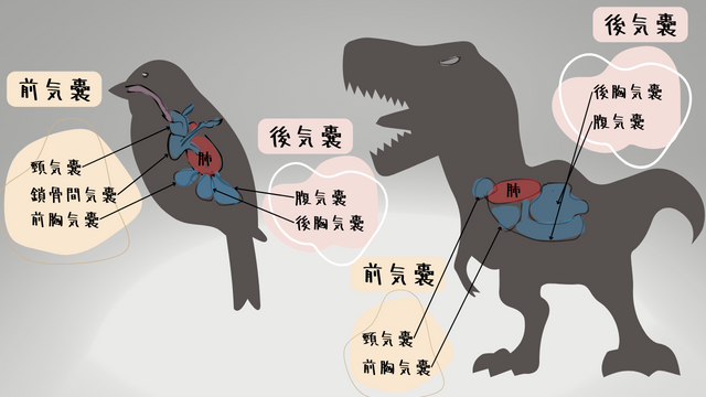 鳥の肺と気嚢システム、恐竜の肺と気嚢システムのイメージ。