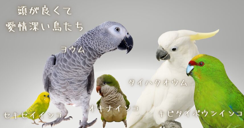 番組に出演していた、ヨウム、タイハクオウム、セキセイインコ、オキナインコ、キビタイボウシインコ