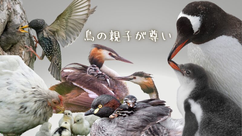 ペンギン、カンムリカイツブリ、カイツブリ、ニワトリ、ホシムクドリの親子