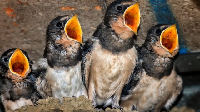 お腹を空かせたツバメのヒナたちが口を大きく開けて親鳥を待っている様子