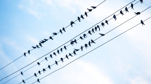 ツバメが越冬地で集団でいる様子